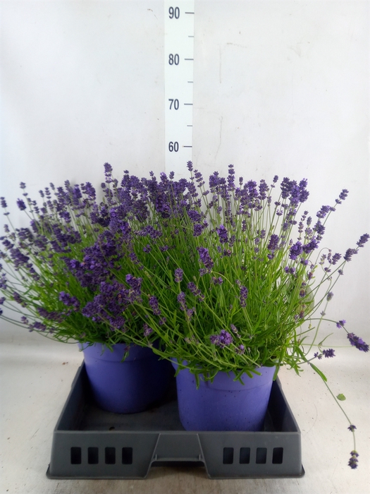 <h4>Lavandula angus. 'Hidcote'</h4>