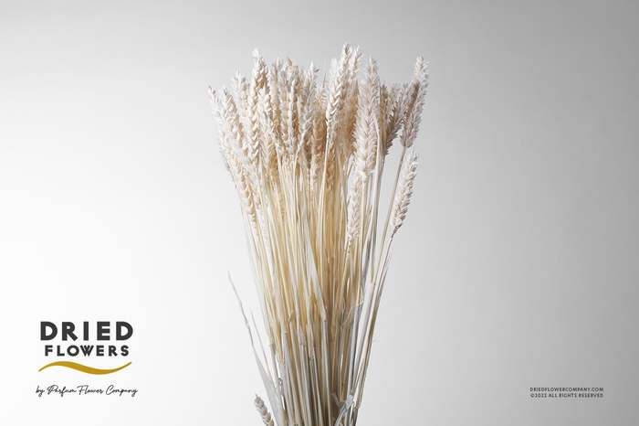 <h4>Dried Bleached Triticale Wheat</h4>