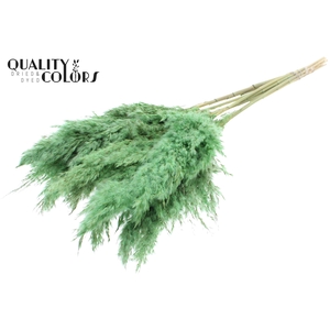 Pampas Grass 70cm 10st/bunch Frosted Mint Green