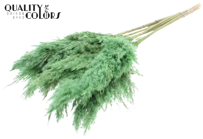 <h4>Pampas Grass 70cm 10st/bunch Frosted Mint Green</h4>