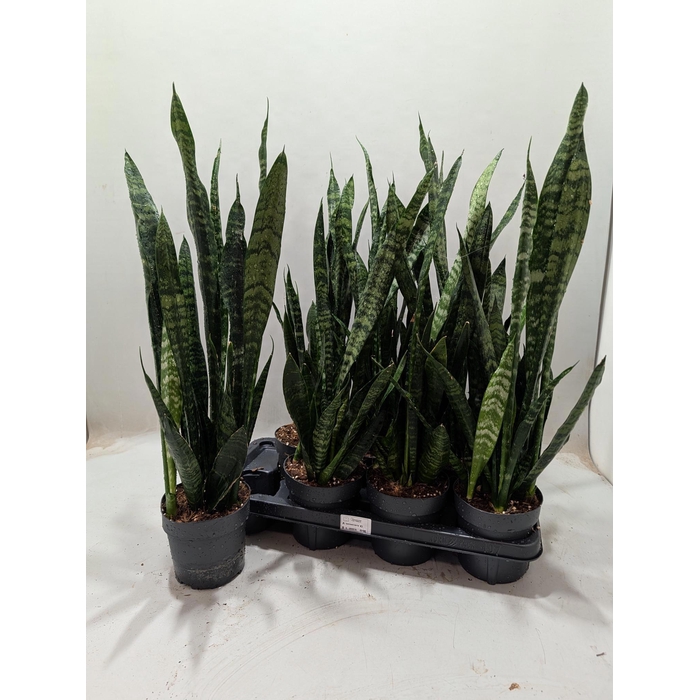 <h4>SANSEV BLACK CORAL</h4>