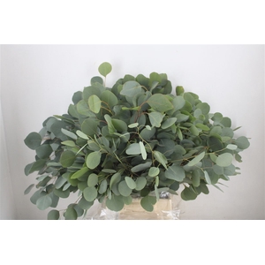 Euca Populus 300gr P Bunch