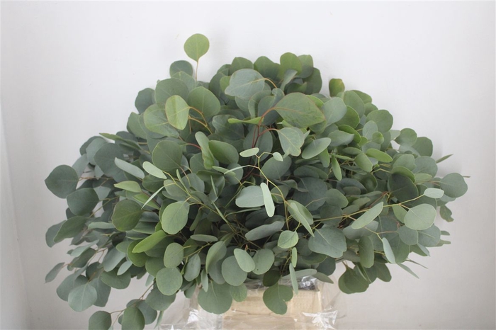 <h4>Euca Populus 300gr P Bunch</h4>