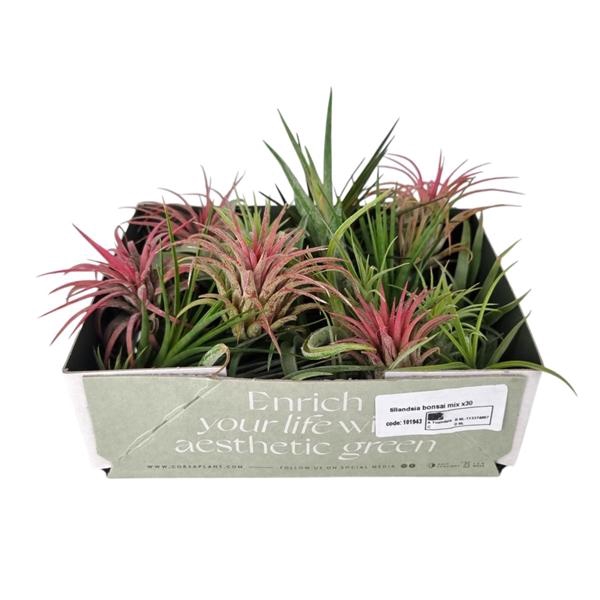 <h4>Tillandsia variés</h4>