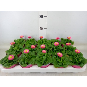 Bellis perennis 'Rusher Rose'