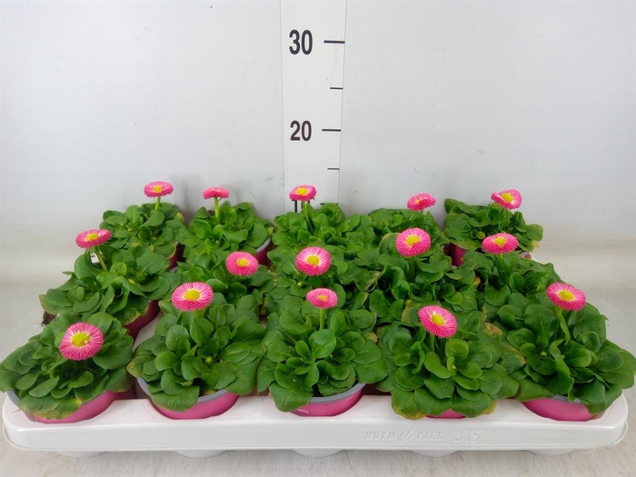 <h4>Bellis perennis 'Rusher Rose'</h4>