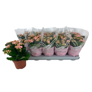 KAL GE PERFECTA ROSA