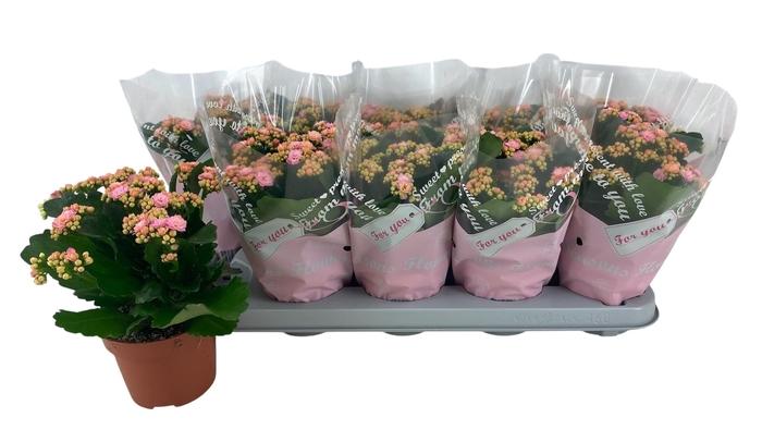 <h4>KAL GE PERFECTA ROSA</h4>