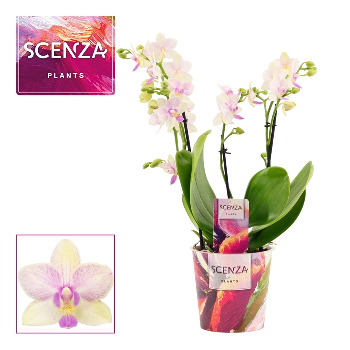 <h4>Phalaenopsis dazzling Blossom bliss 3-4 tak (Scenza)</h4>