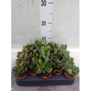 Crassula   ...mix