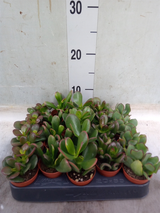 <h4>Crassula   ...mix</h4>