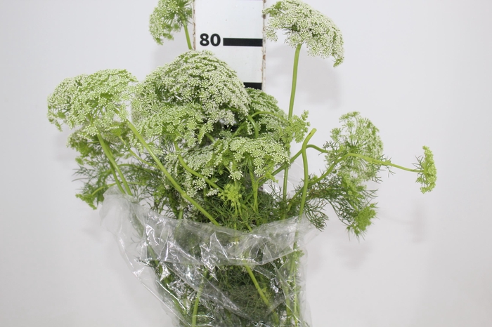 <h4>AMMI MAJUS 070 CM</h4>