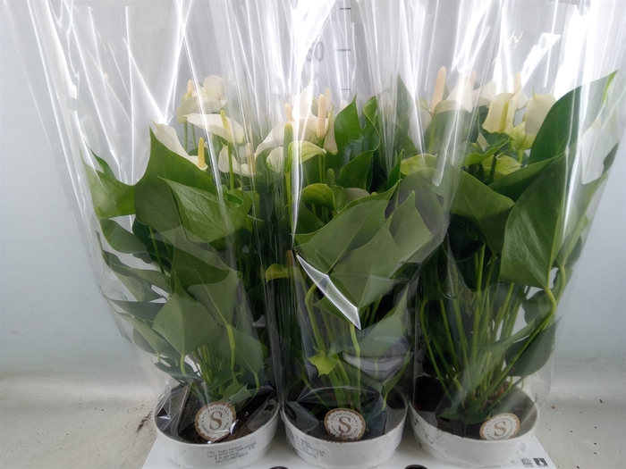 <h4>Anthurium andr. 'White Champion'</h4>