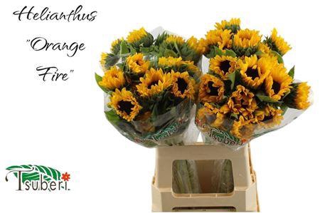 <h4>HELI ORANGE FIRE</h4>