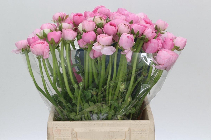 <h4>Ranunculus Charm Pink</h4>