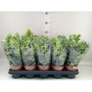 Phlebodium aureum 'Davana'