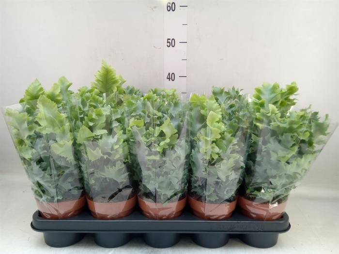 <h4>Phlebodium aureum 'Davana'</h4>