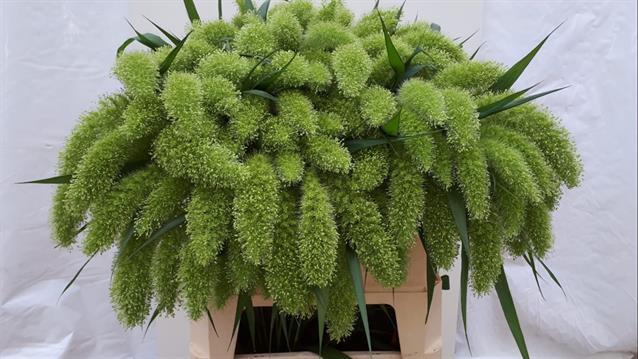 SETARIA IT VOLL