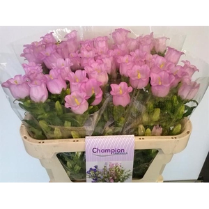 CAMP M CHAMPION PINK