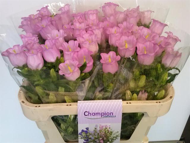 CAMP M CHAMPION PINK