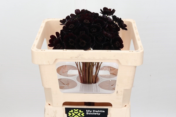 <h4>Cosmos Black Beauty</h4>