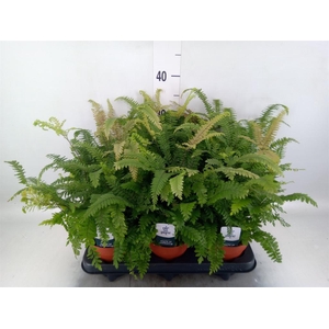 Adiantum hispi. 'Bronze Venus'