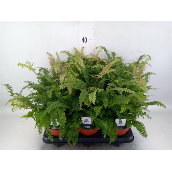 <h4>Adiantum hispi. 'Bronze Venus'</h4>