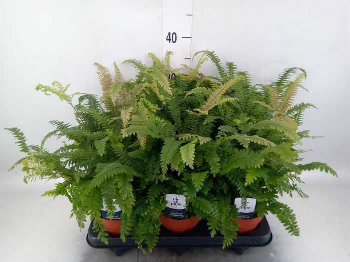 Adiantum hispi. 'Bronze Venus'