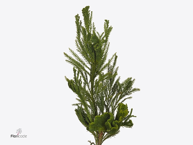 Conifeer Cryptomeria Crist. Bs