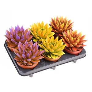 Echeveria  'Miranda'