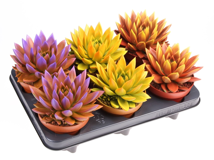 <h4>Echeveria  'Miranda'</h4>