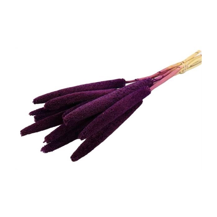 <h4>Bunch Babala 10pcs Slv L65</h4>