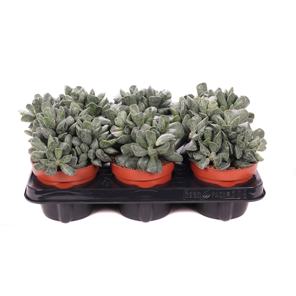 <h4>Adromischus cooperi 12 cm</h4>