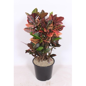 Codiaeum Petra (Croton)