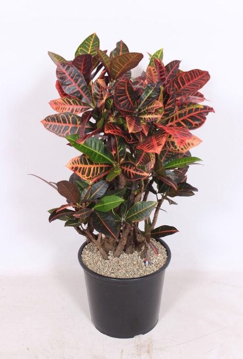 <h4>Codiaeum Petra (Croton)</h4>