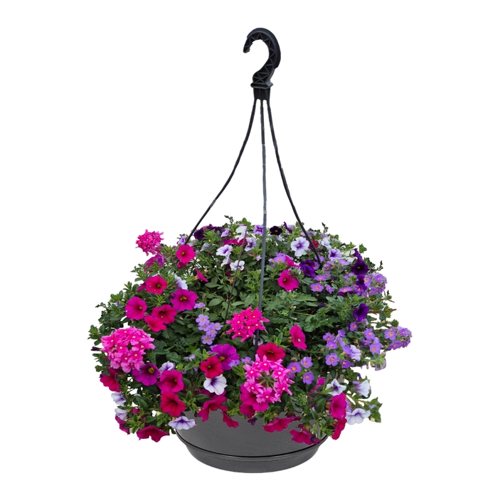 <h4>Hpot MIXpot mixLAAG Donkere kleuren</h4>