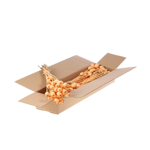 Papaver Sb Coral Misty