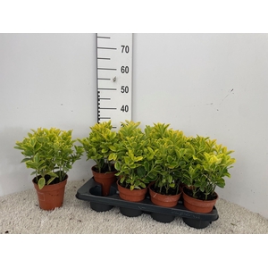 EUONYMUS JA AUREOMAR