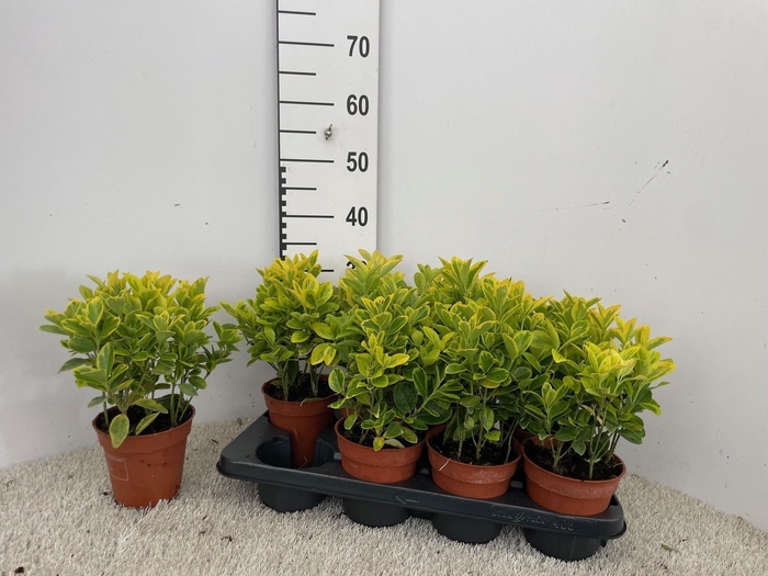 <h4>EUONYMUS JA AUREOMAR</h4>