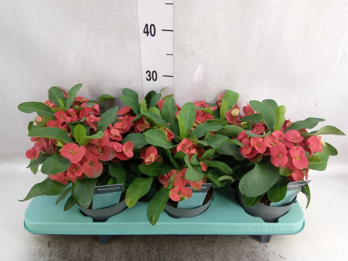 Euphorbia milii 'Cardinal'