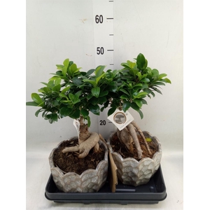 Ficus microcarpa 'Ginseng'