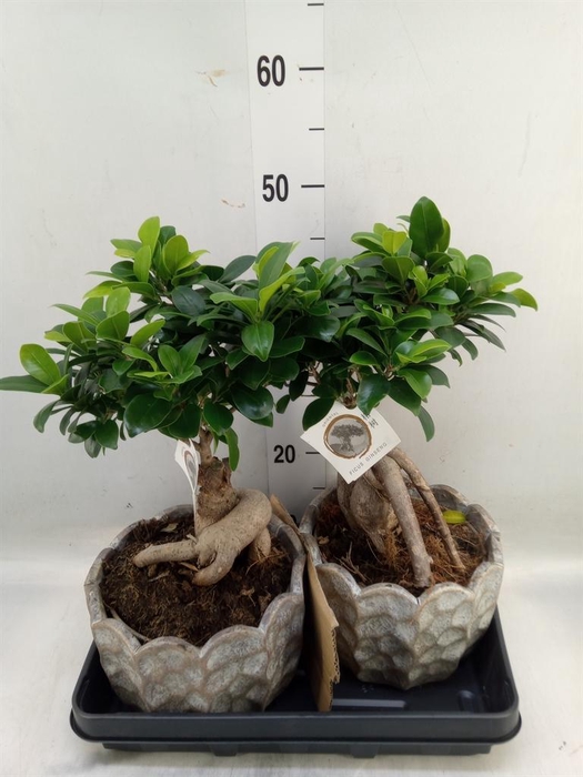 <h4>Ficus microcarpa 'Ginseng'</h4>