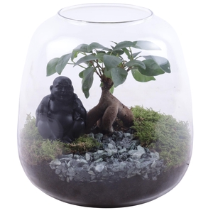 Ficus m. Ginseng Ø06cm in Vase Terrarium Round Ø19cm