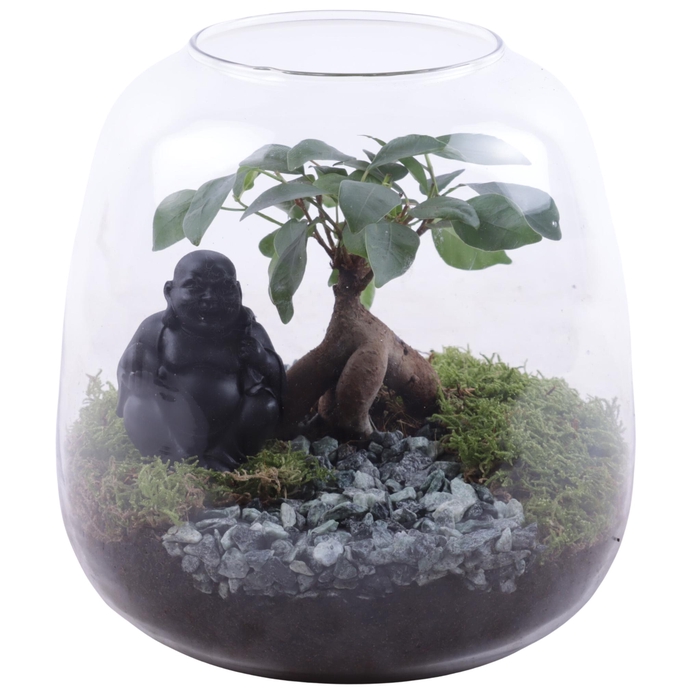 <h4>Ficus m. Ginseng Ø06cm in Vase Terrarium Round Ø19cm</h4>