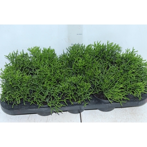 RHIPSALIS P11