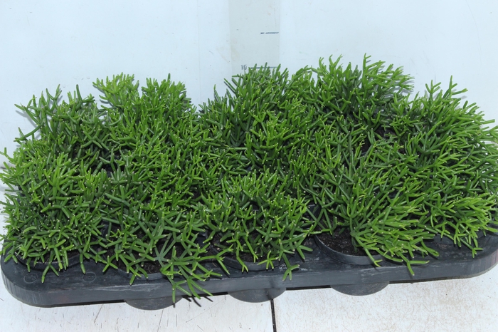 <h4>RHIPSALIS P11</h4>