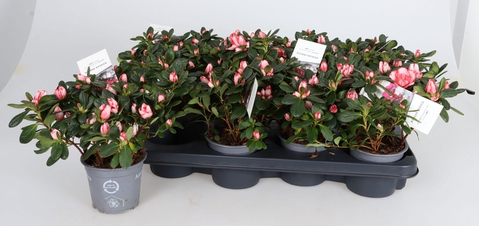 <h4>RHODO SI GEM</h4>