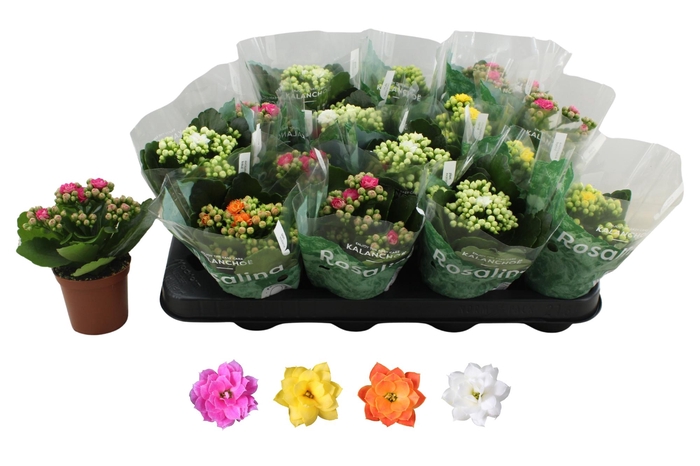 <h4>KAL GE RO GEM 4 KL</h4>