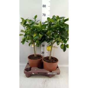 Citrus meyeri 'Meyer'