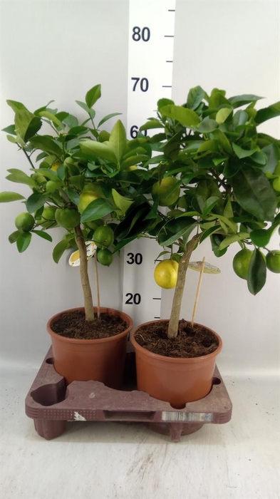 <h4>Citrus meyeri 'Meyer'</h4>